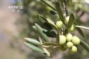 采收進入尾聲 甘肅隴南油橄欖鮮果預(yù)計增產(chǎn)約20%