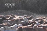 新疆塔城15.2萬頭牲畜搭上“專車”去過冬