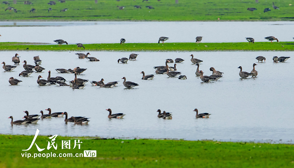 江西湖口：生態(tài)好 鳥兒至【2】