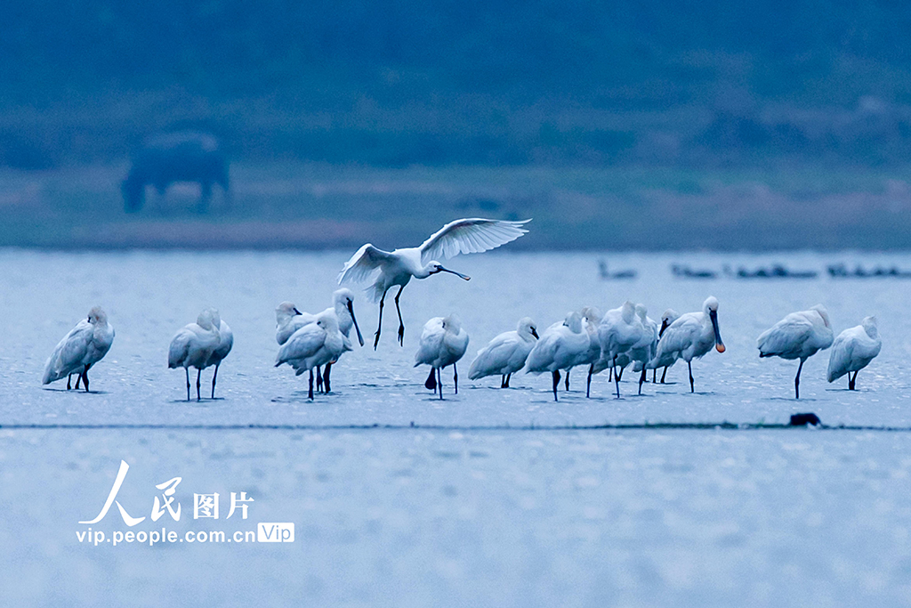 江西湖口：生態(tài)好 鳥兒至【9】