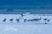 江西湖口：生態(tài)好 鳥(niǎo)兒至