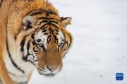 猛虎戲雪