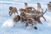 【中新畫報(bào)】開(kāi)啟玩雪模式！冬日限定“糖霜”小動(dòng)物高萌登場(chǎng)