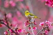 廣西南寧：小鳥(niǎo)“戲”花春意鬧