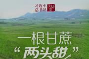 習近平總書記關(guān)切事丨一根甘蔗“兩頭甜”
